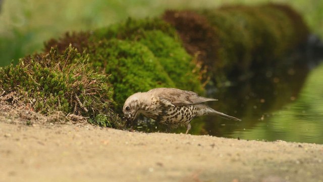 Mistle Thrush - ML613558097