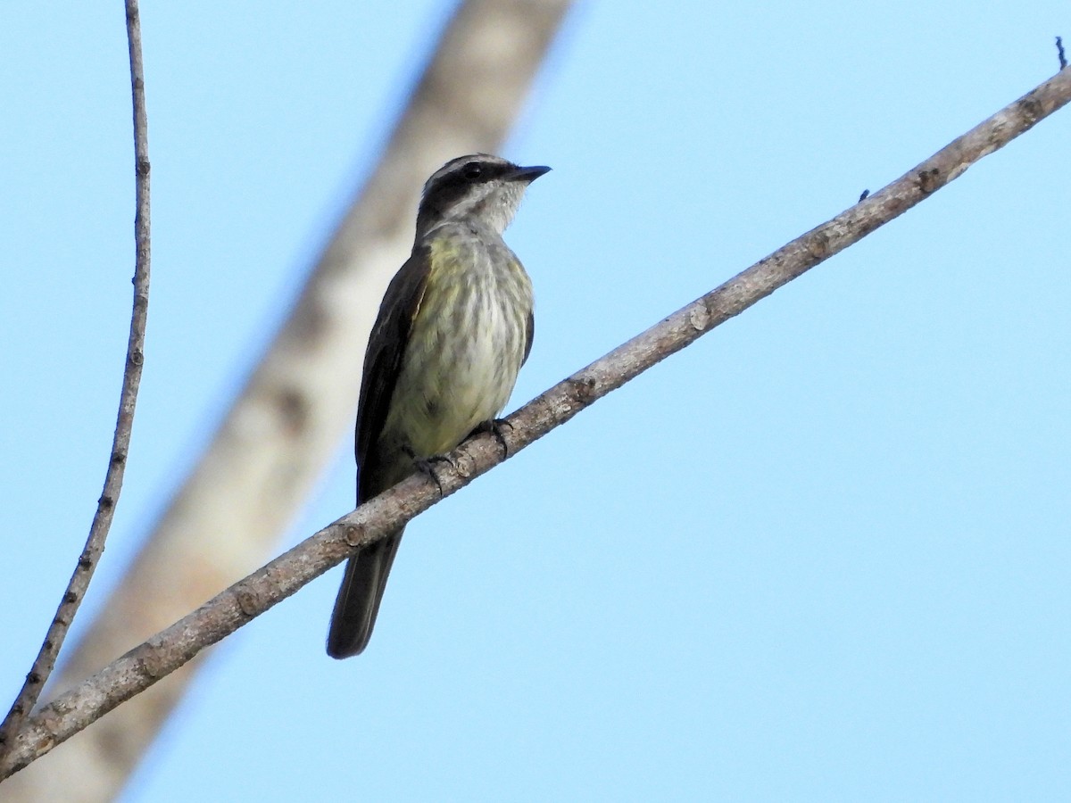 Piratic Flycatcher - ML613558113