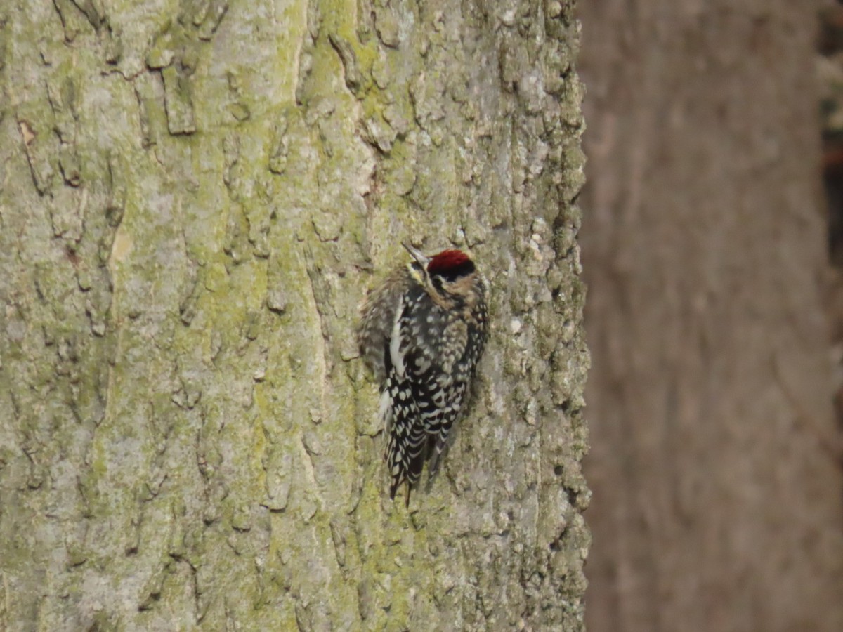 Yellow-bellied Sapsucker - ML613558127