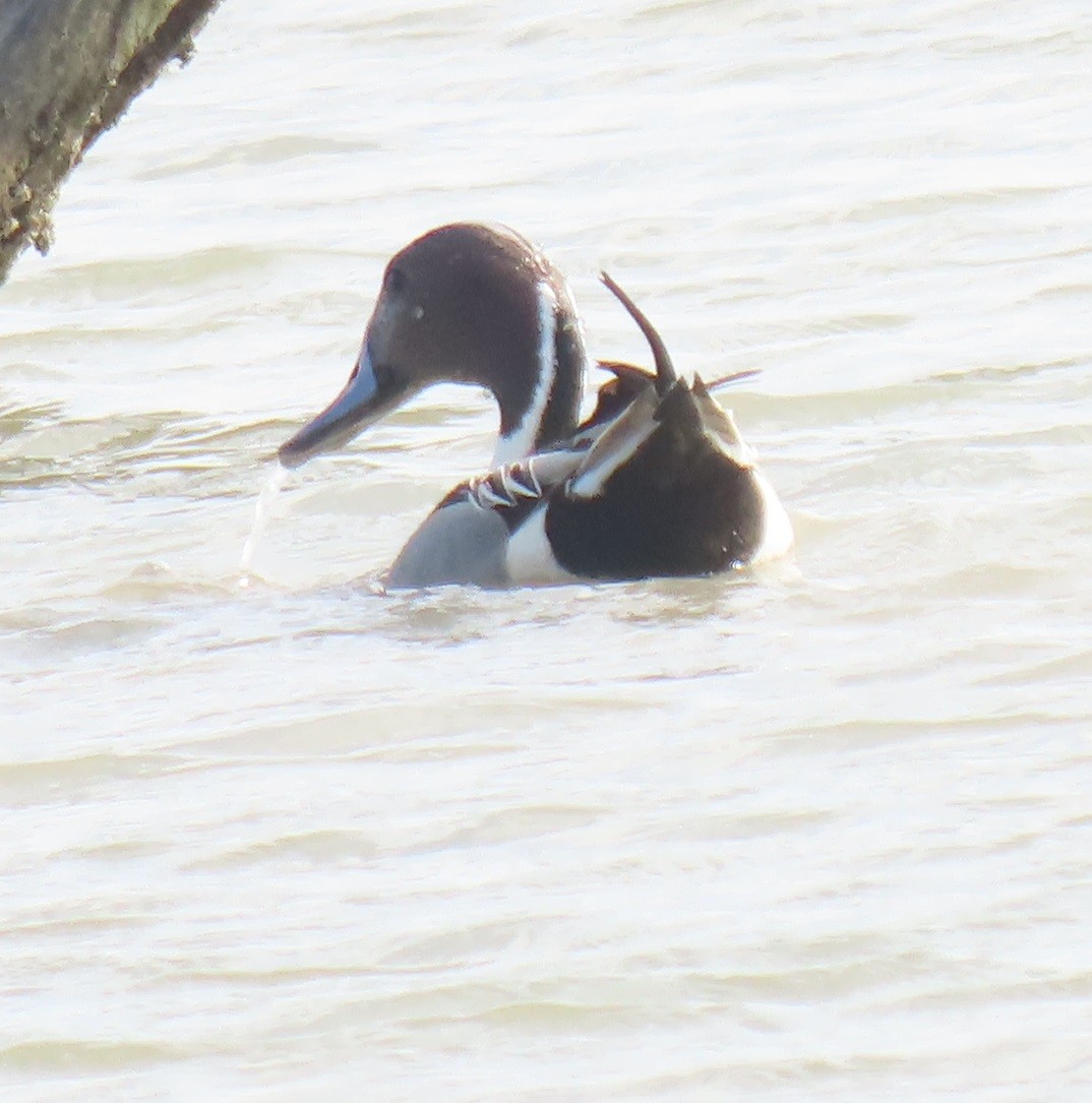 Northern Pintail - ML613558132