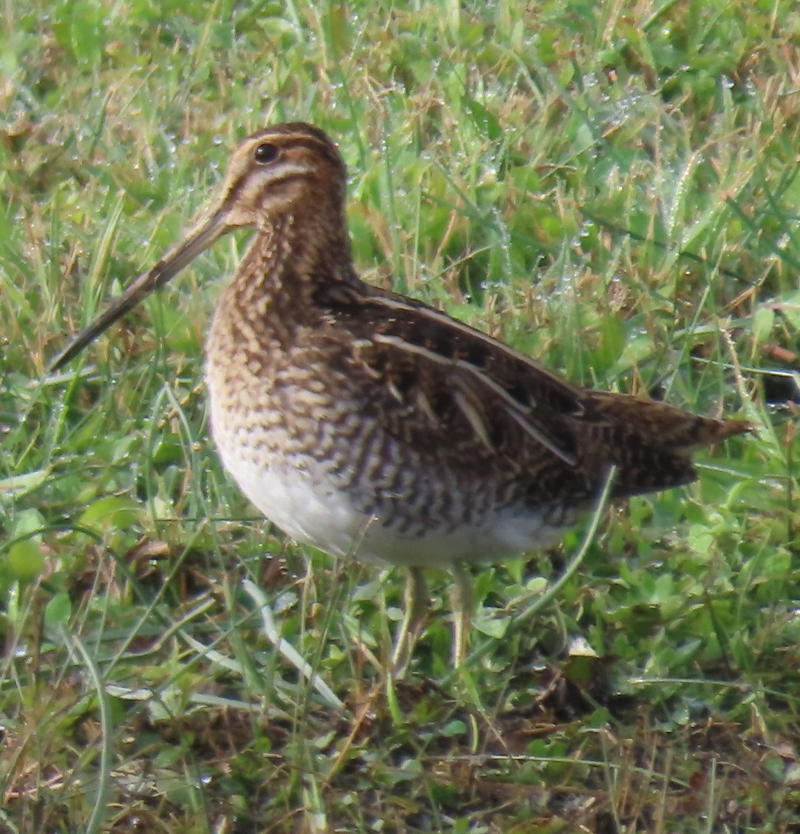 Wilson's Snipe - Bill Wright_cc