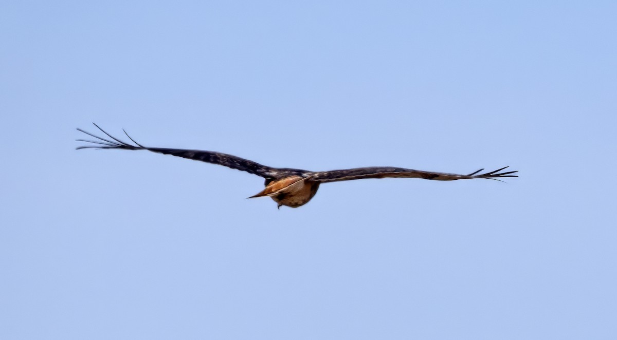 Red-tailed Hawk (abieticola) - ML613558187