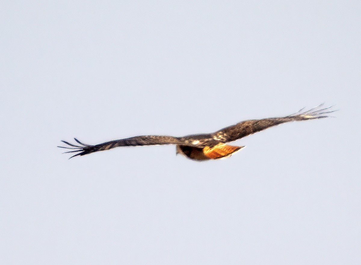 Red-tailed Hawk (abieticola) - ML613558188