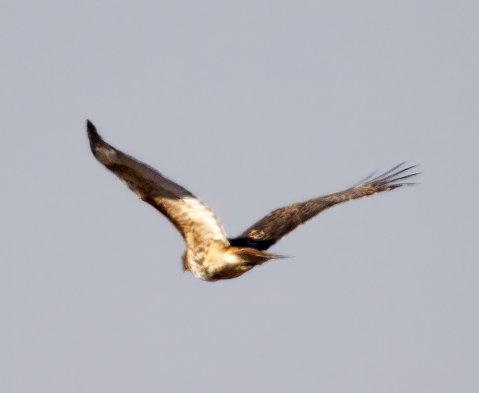Red-tailed Hawk (abieticola) - ML613558189