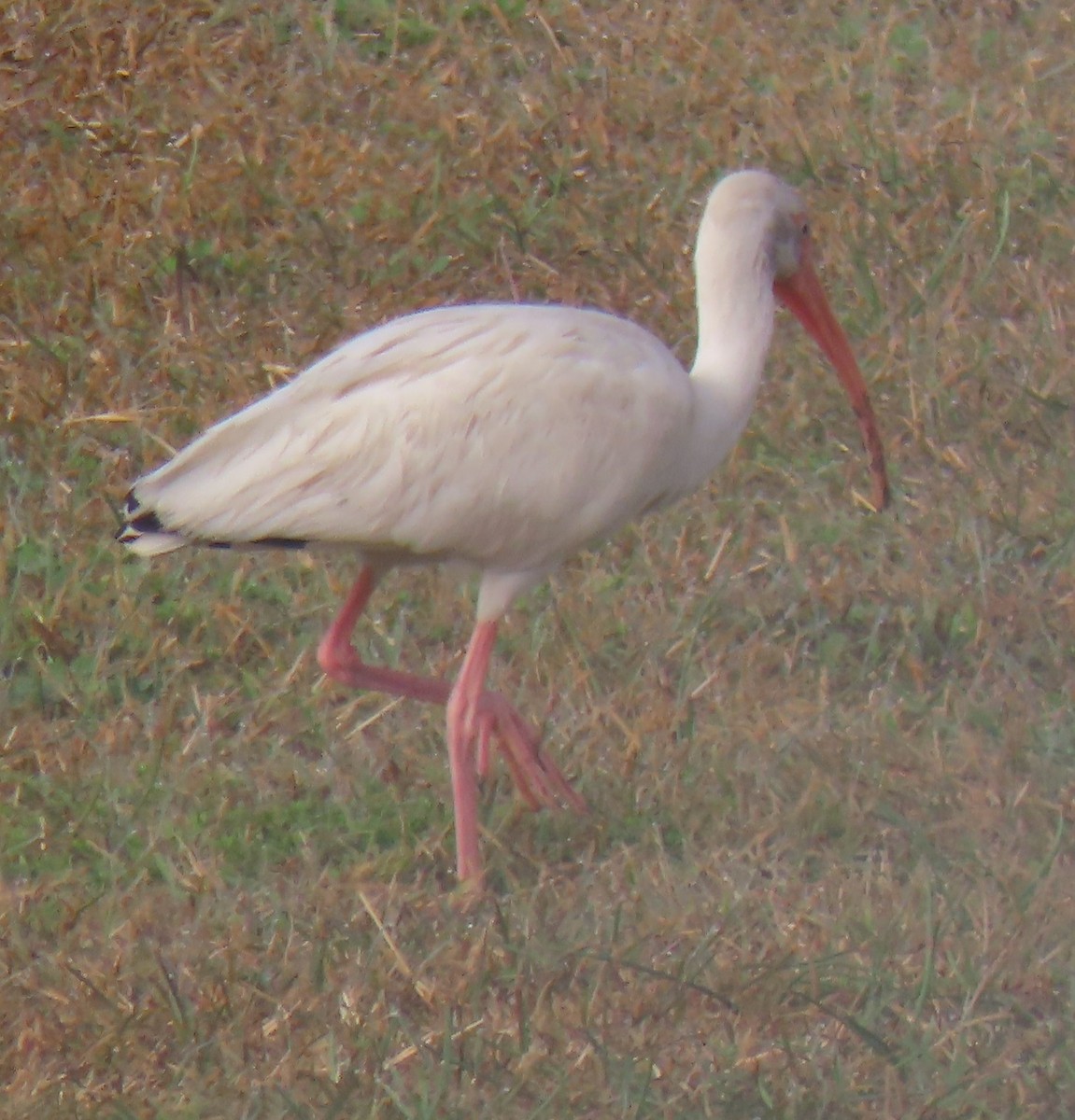 White Ibis - ML613558223