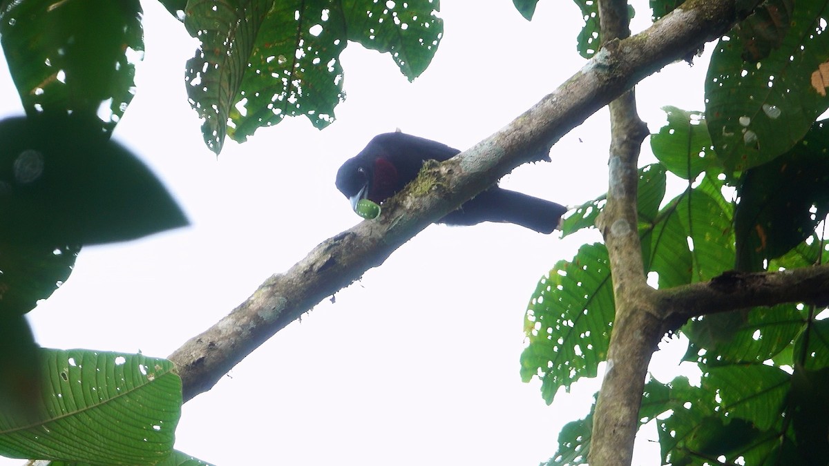 Purple-throated Fruitcrow - ML613558227