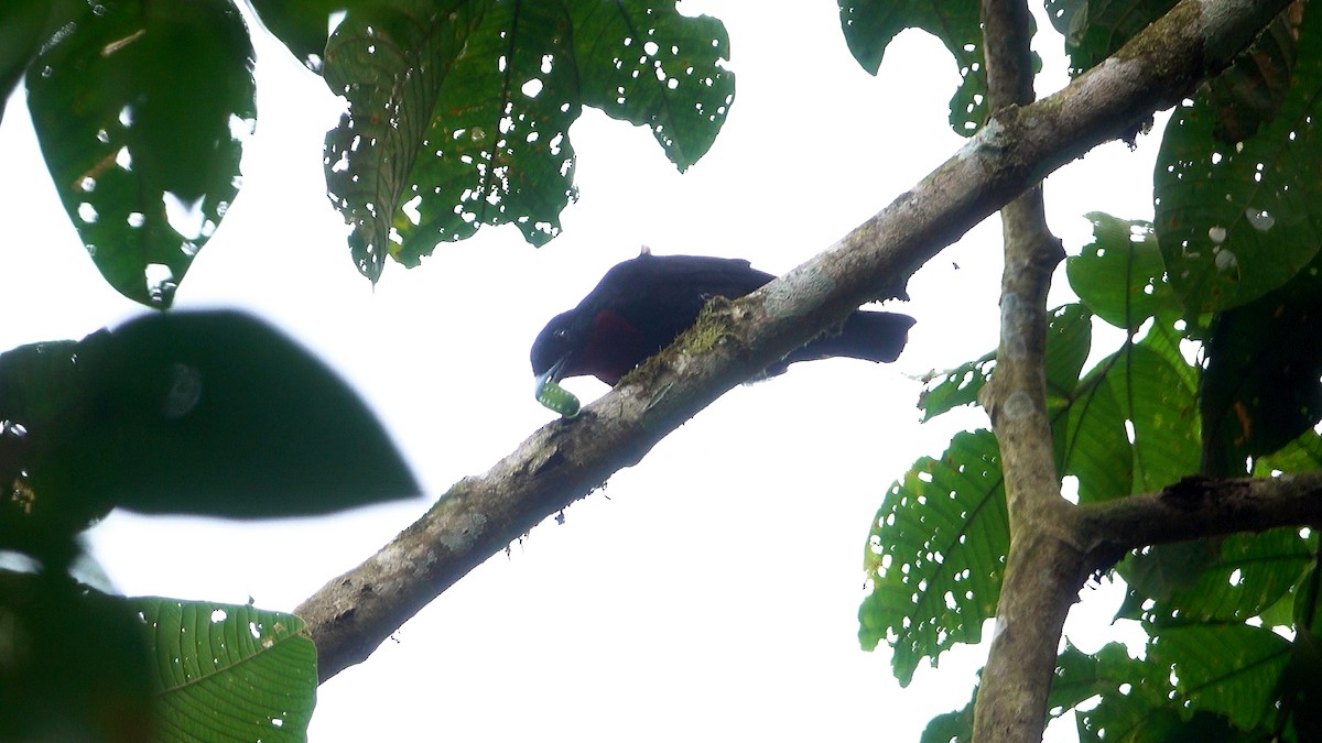 Purple-throated Fruitcrow - ML613558228