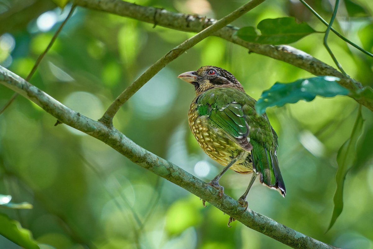 Spotted Catbird - Tomáš Grim