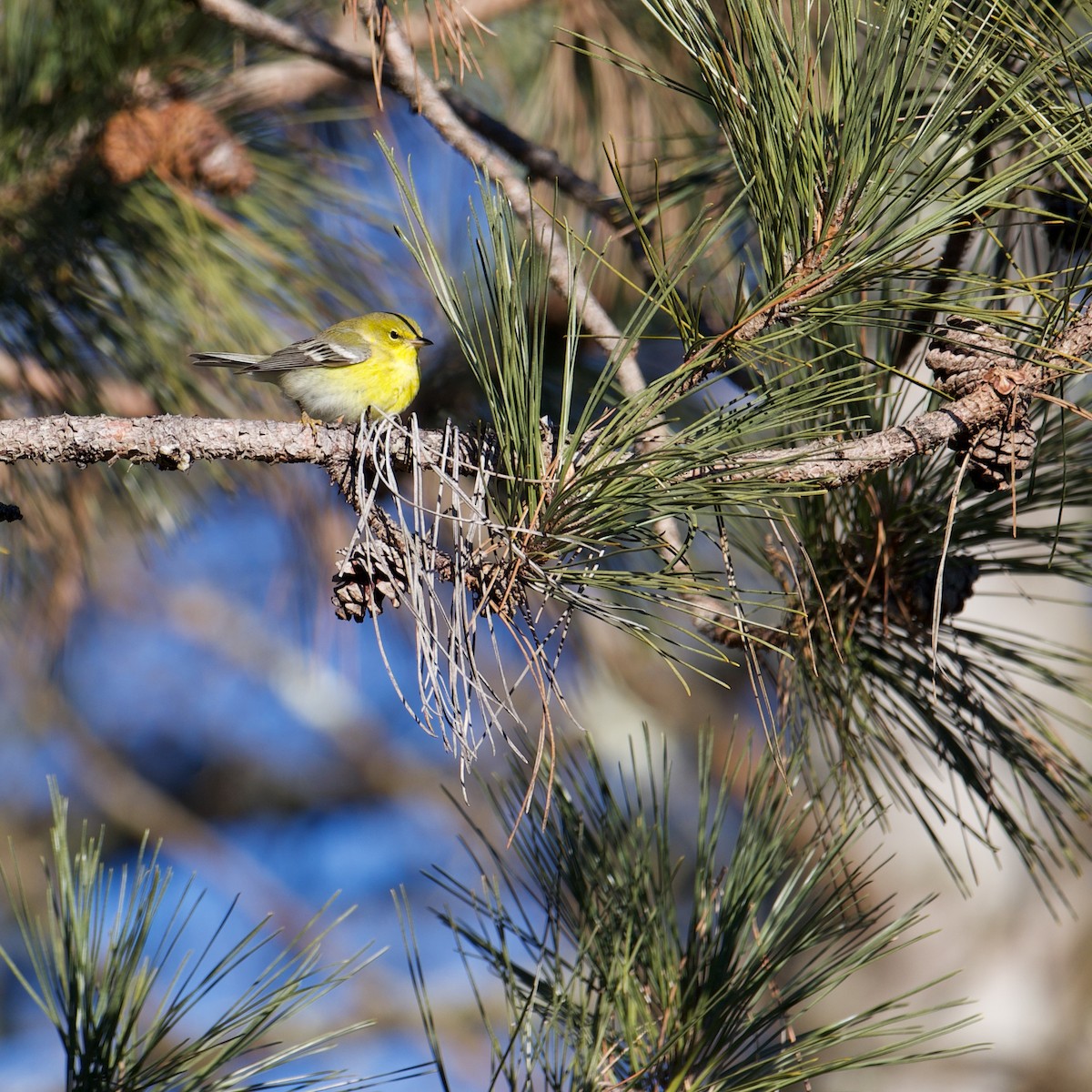 Pine Warbler - ML613558266