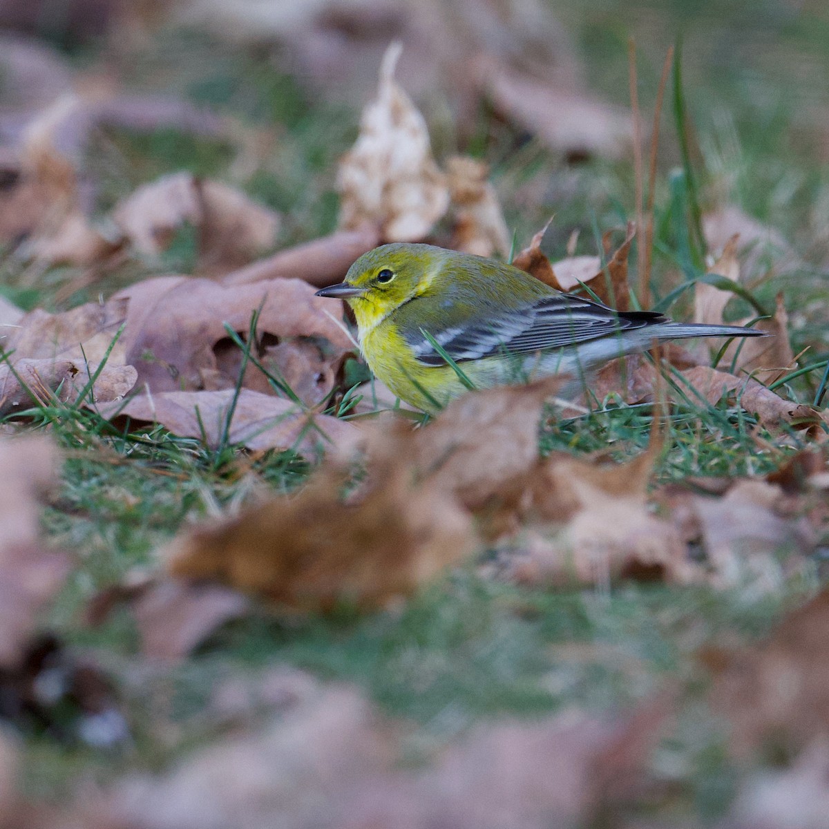 Pine Warbler - Matt Altieri