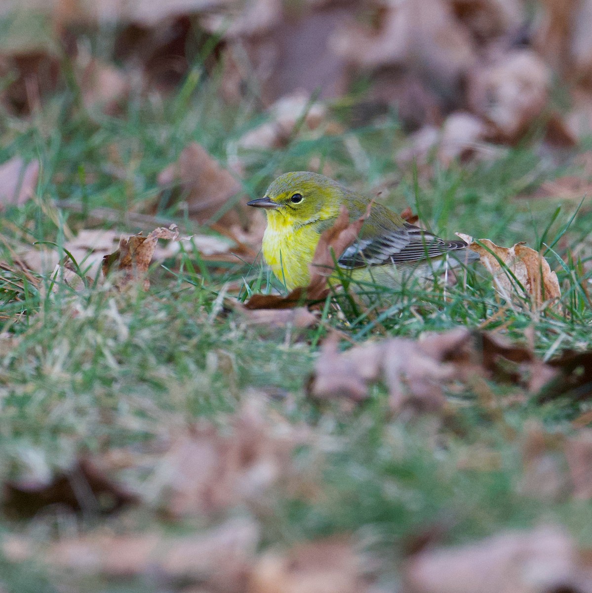 Pine Warbler - Matt Altieri