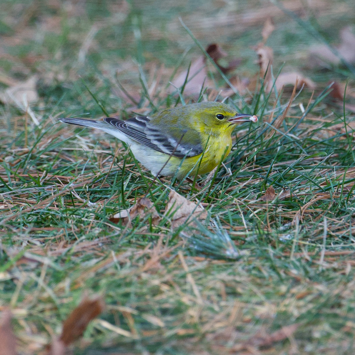 Pine Warbler - Matt Altieri