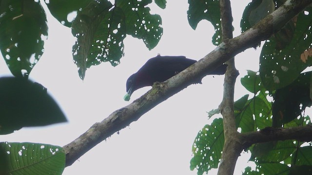 Purple-throated Fruitcrow - ML613558293