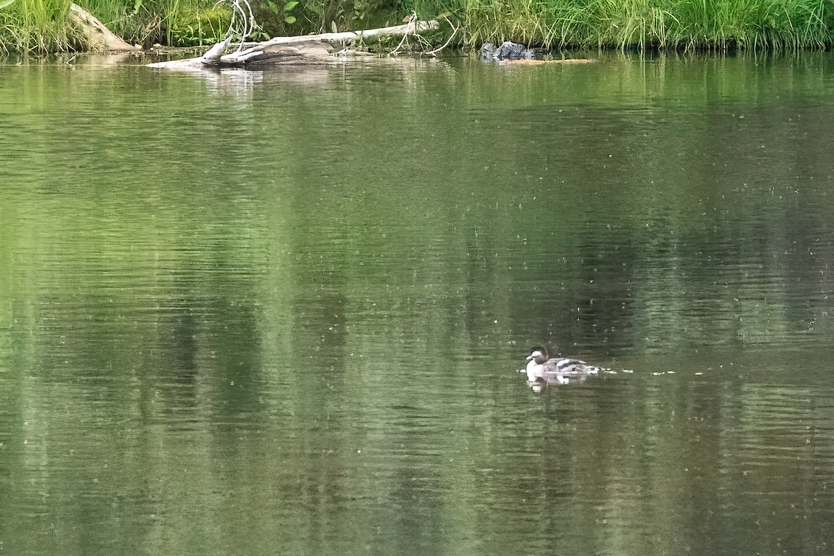 Bufflehead - ML613558361