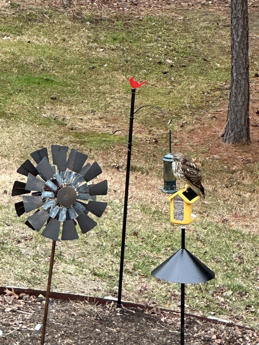 Red-shouldered Hawk - ML613558370
