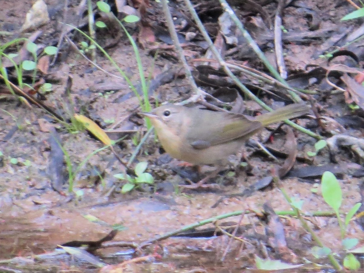 Common Yellowthroat - ML613558421