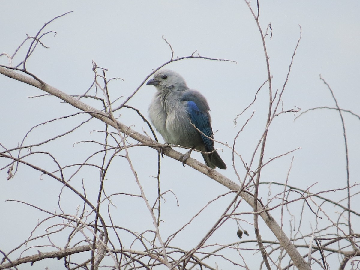 Blue-gray Tanager - ML613558433