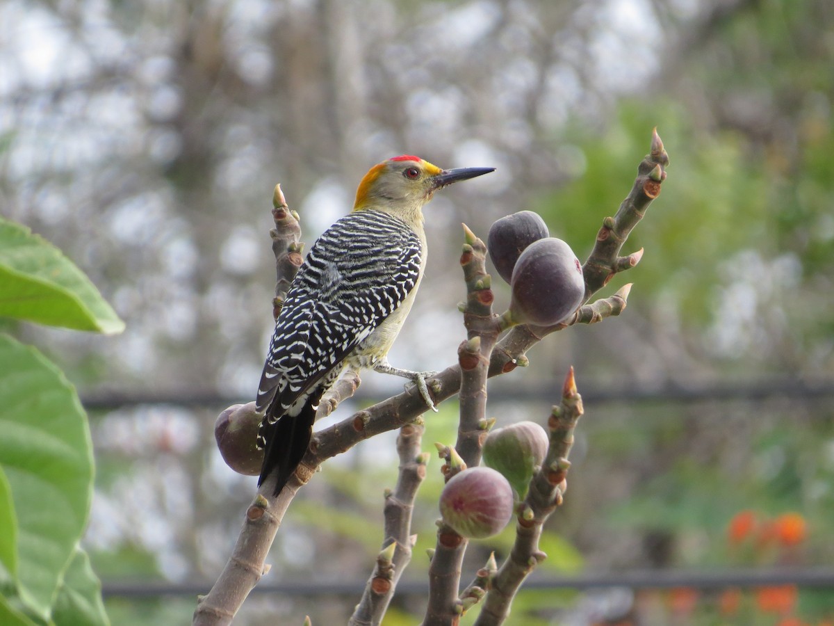 Golden-fronted Woodpecker - ML613558446