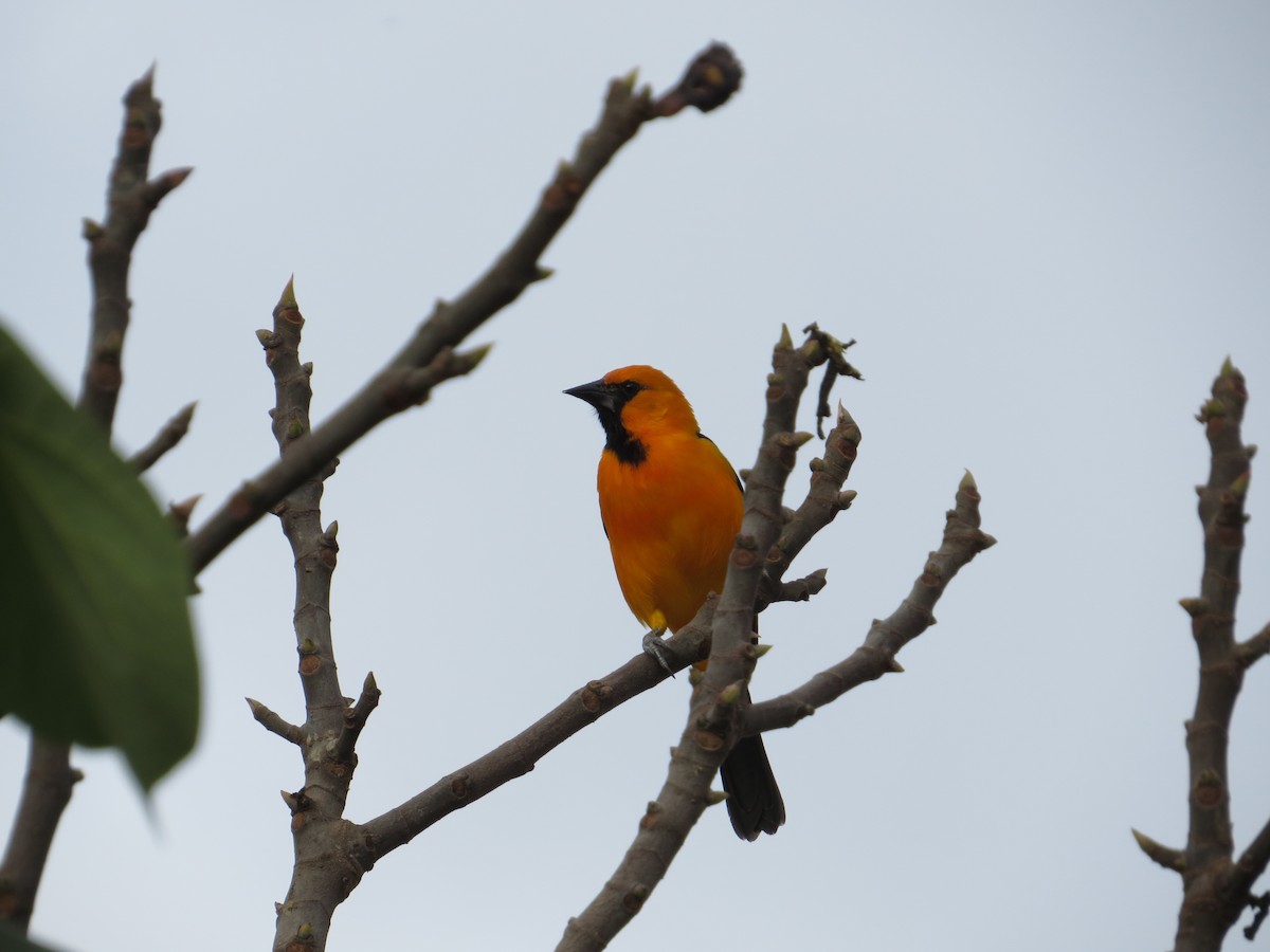 Altamira Oriole - ML613558454