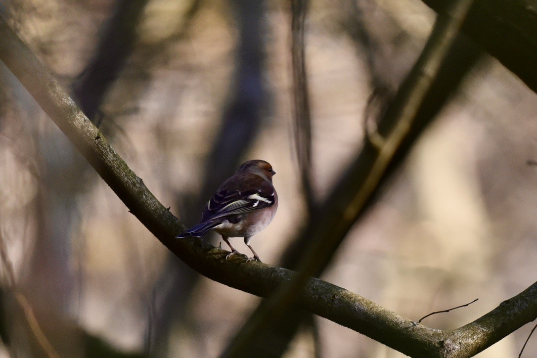 Common Chaffinch - Claire He