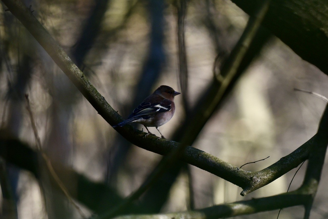 Common Chaffinch - Claire He