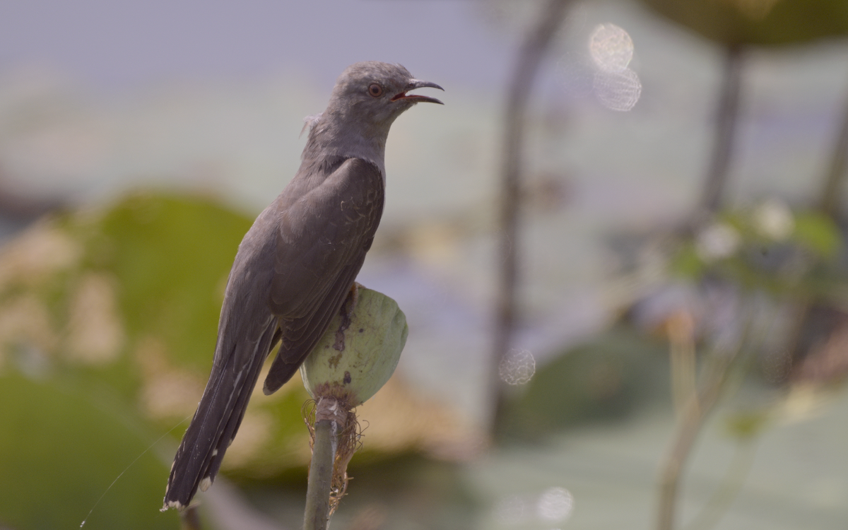 Plaintive Cuckoo - ML613558528