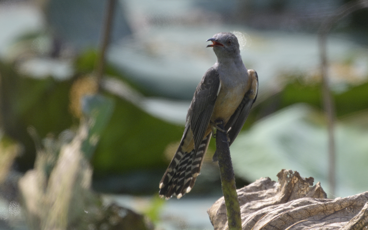 Plaintive Cuckoo - ML613558529