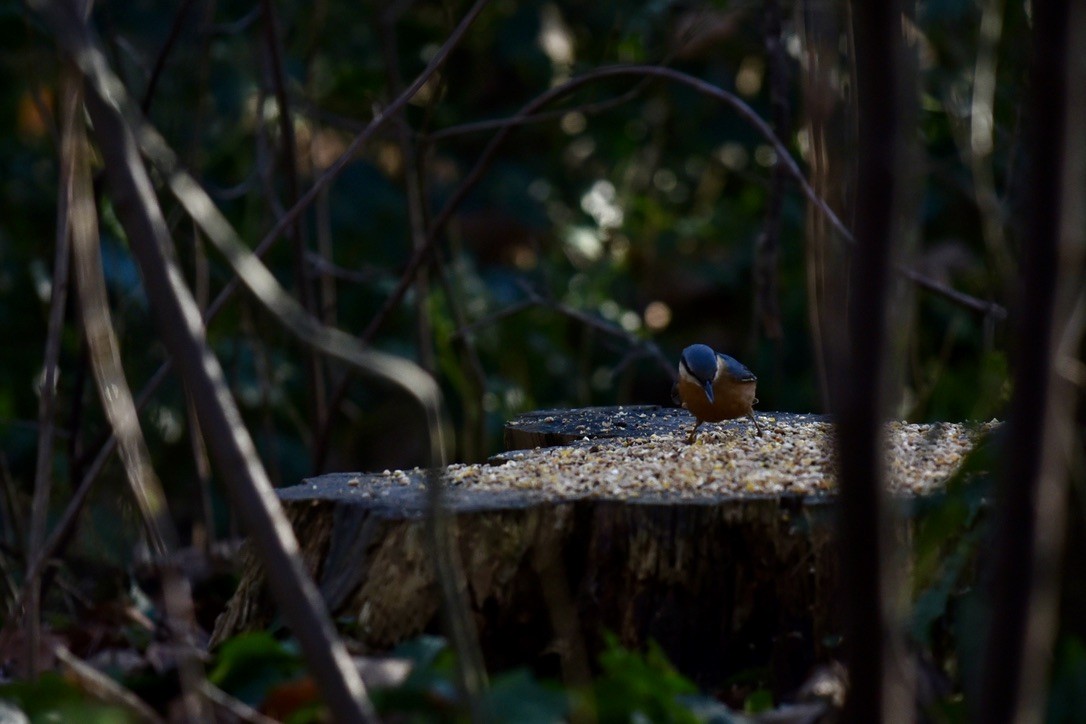 Eurasian Nuthatch - ML613558539