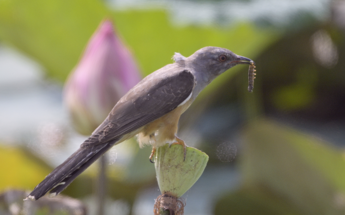 Plaintive Cuckoo - ML613558550