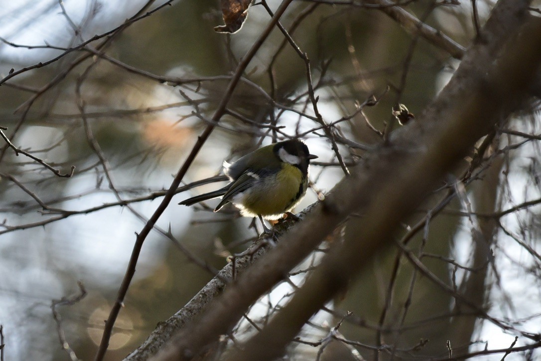 Great Tit - Claire He