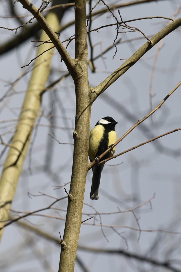 Great Tit - Claire He