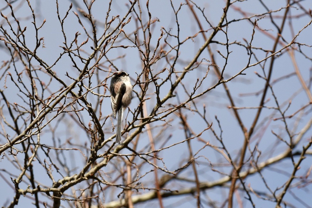 Long-tailed Tit - ML613558574