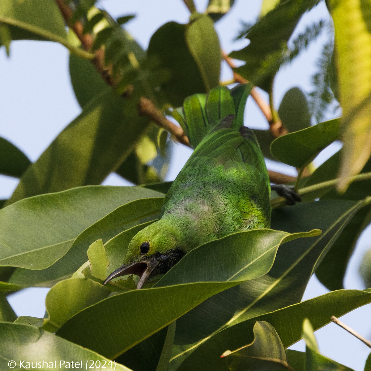 Jerdon's Leafbird - Kaushal Patel