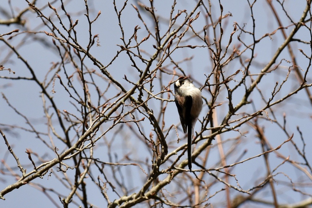 Long-tailed Tit - Claire He