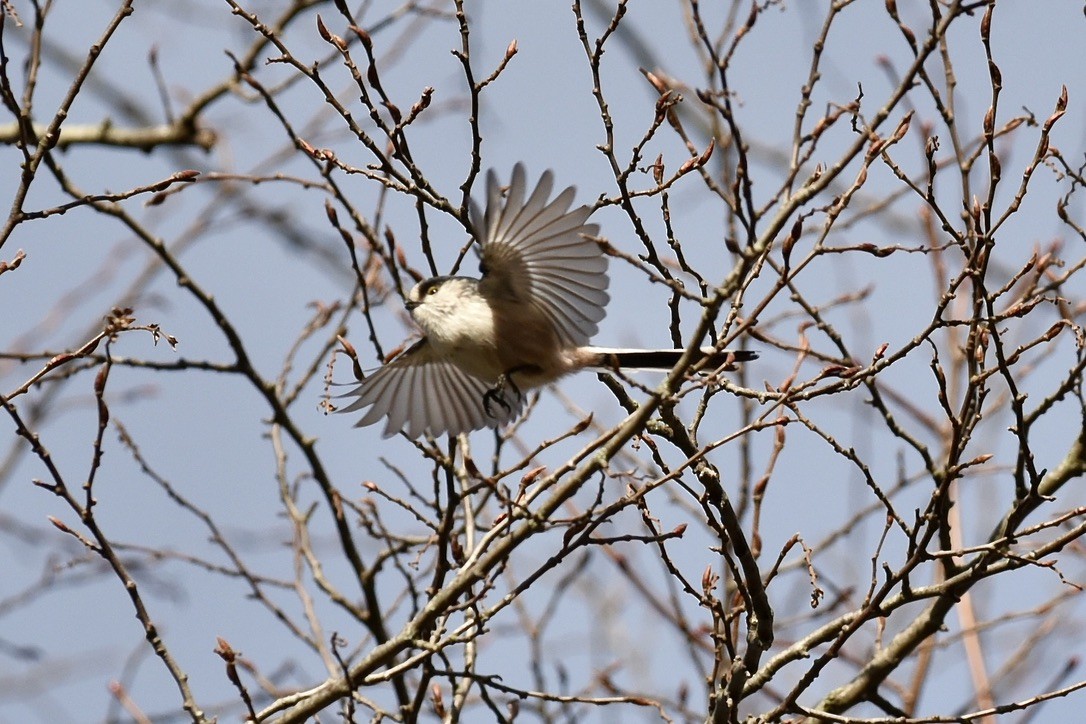 Синиця довгохвоста - ML613558587