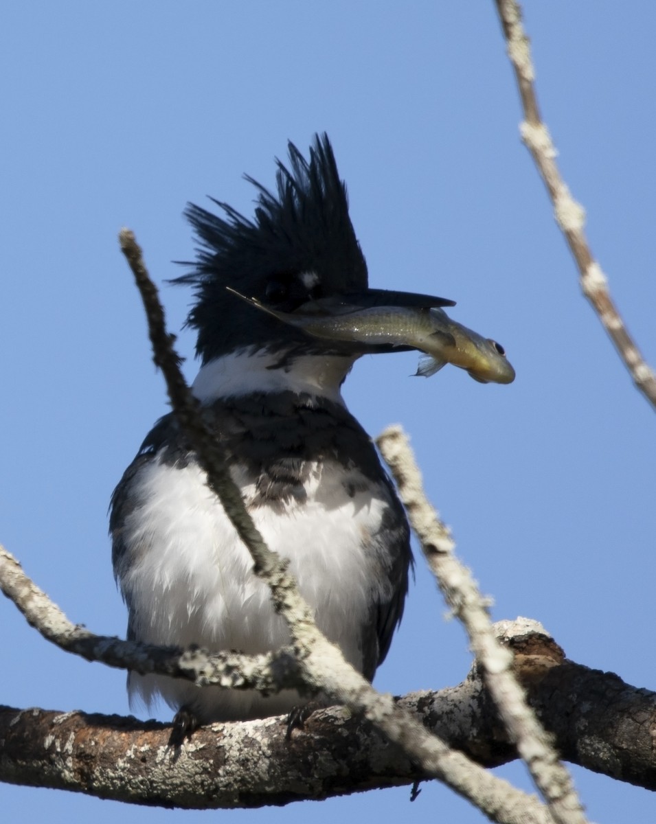 Belted Kingfisher - Ulf Kirchdorfer