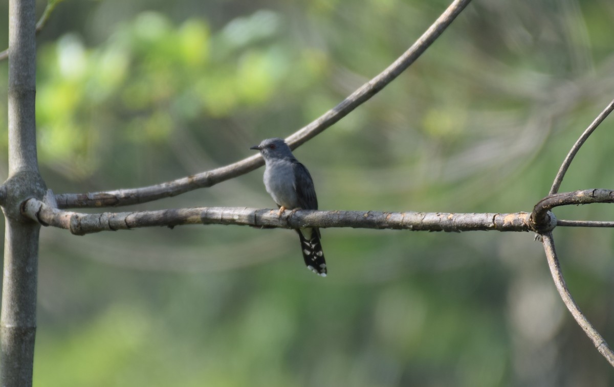 Gray-bellied Cuckoo - Noyel Mahendra