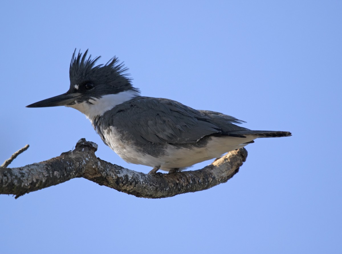 Belted Kingfisher - Ulf Kirchdorfer