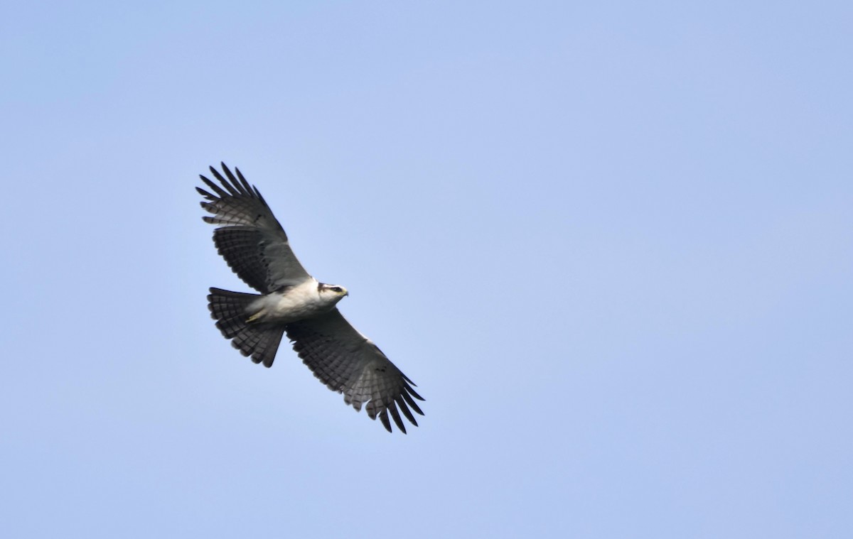 Rufous-bellied Eagle - Noyel Mahendra