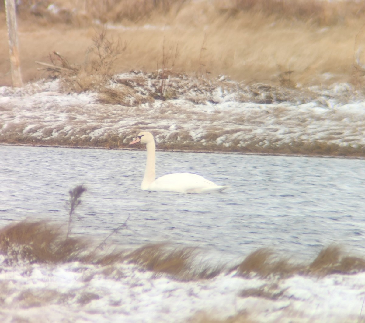 Cygne tuberculé - ML613558688