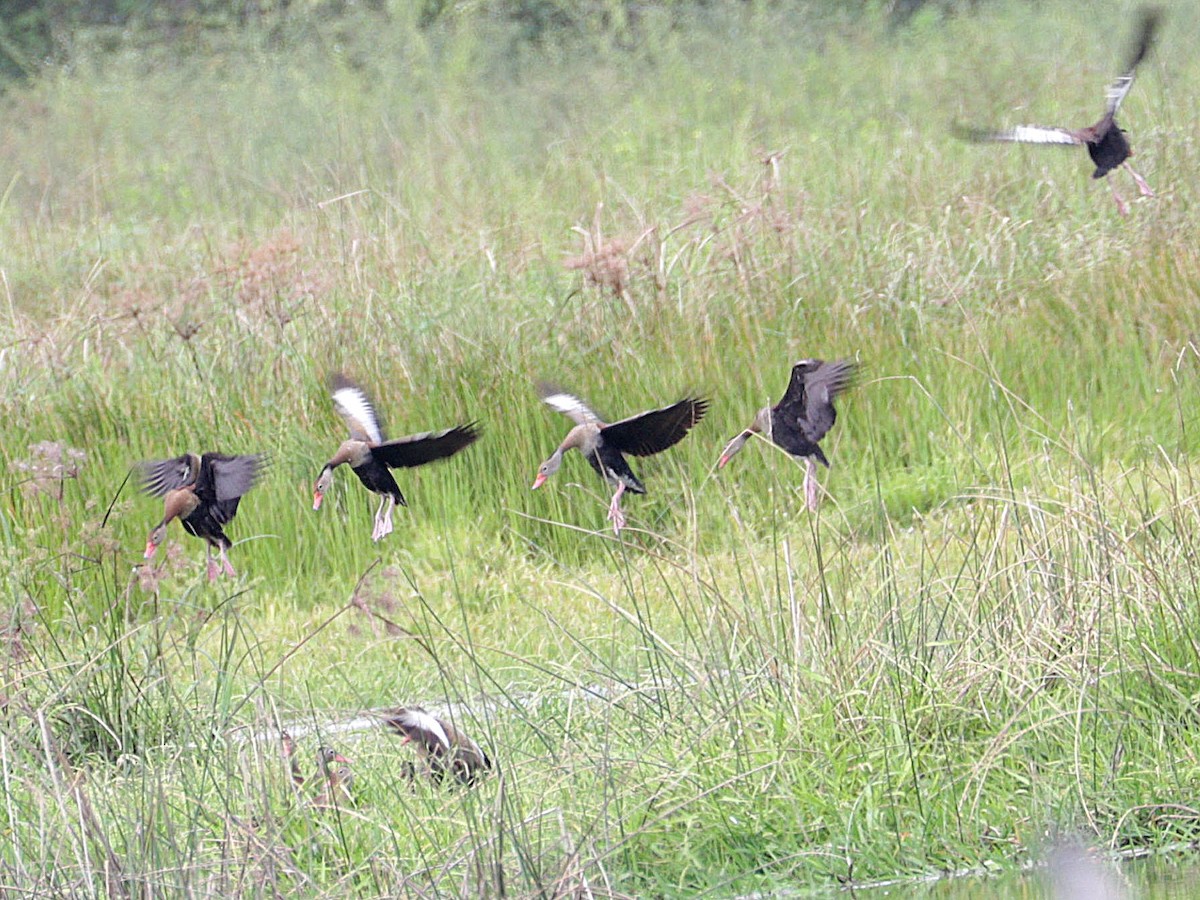 Black-bellied Whistling-Duck - ML613558690