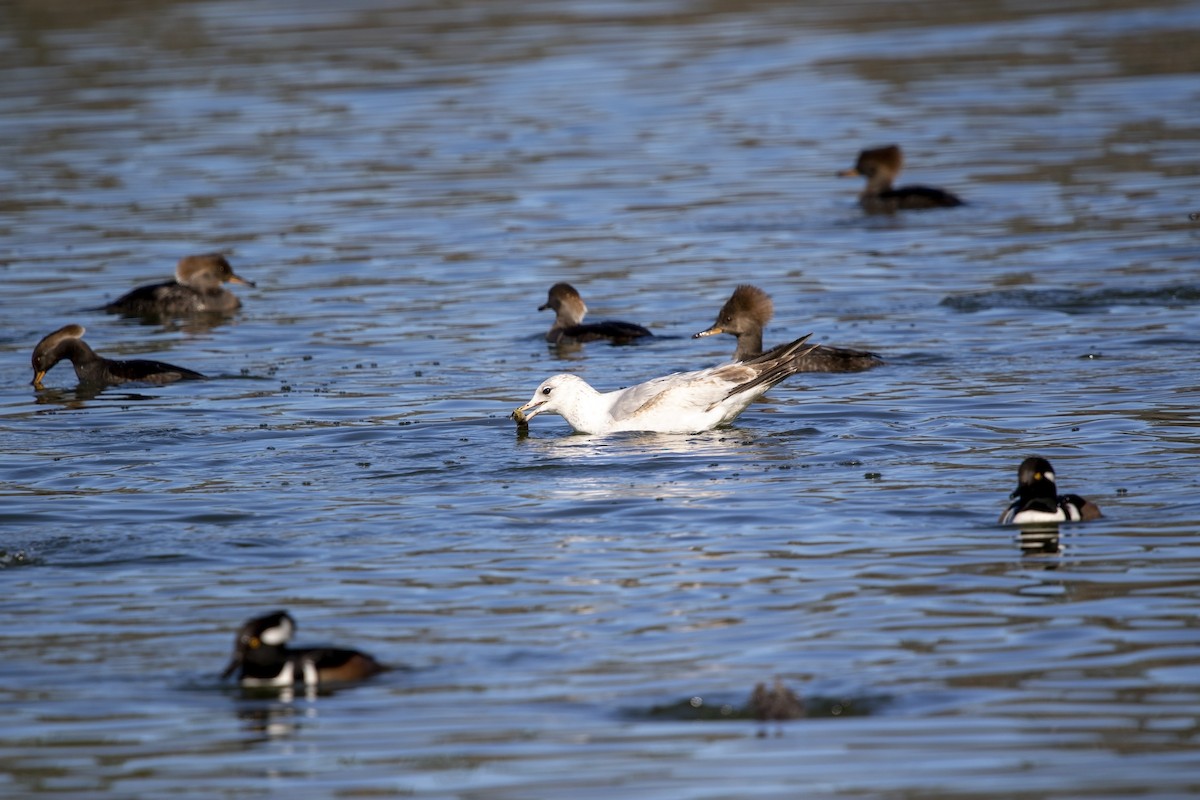 Ring-billed Gull - ML613558701