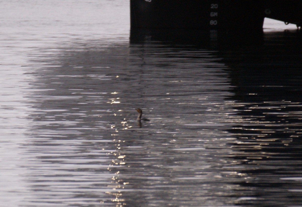 Double-crested Cormorant - ML613558705