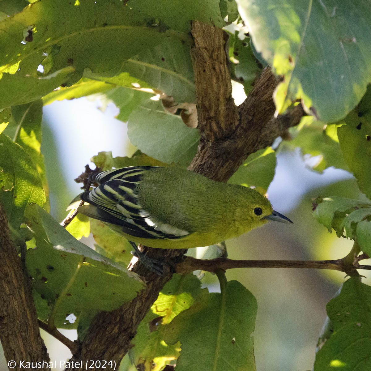 Common Iora - Kaushal Patel