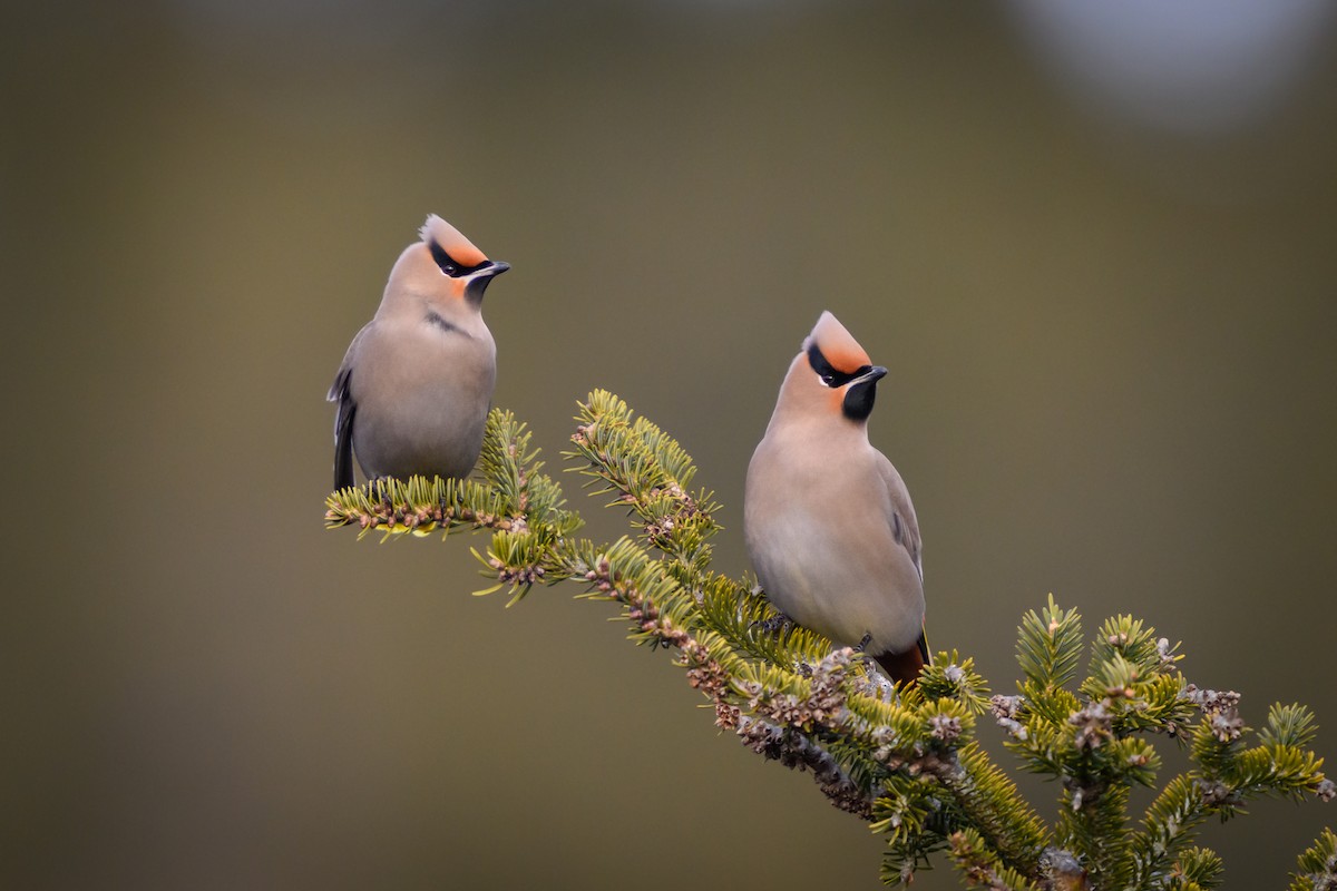 Bohemian Waxwing - ML613558723