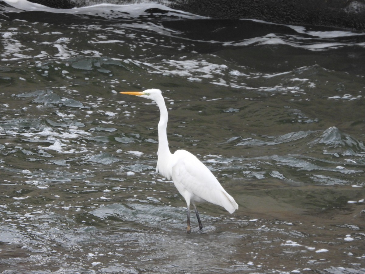 Great Egret - ML613558729