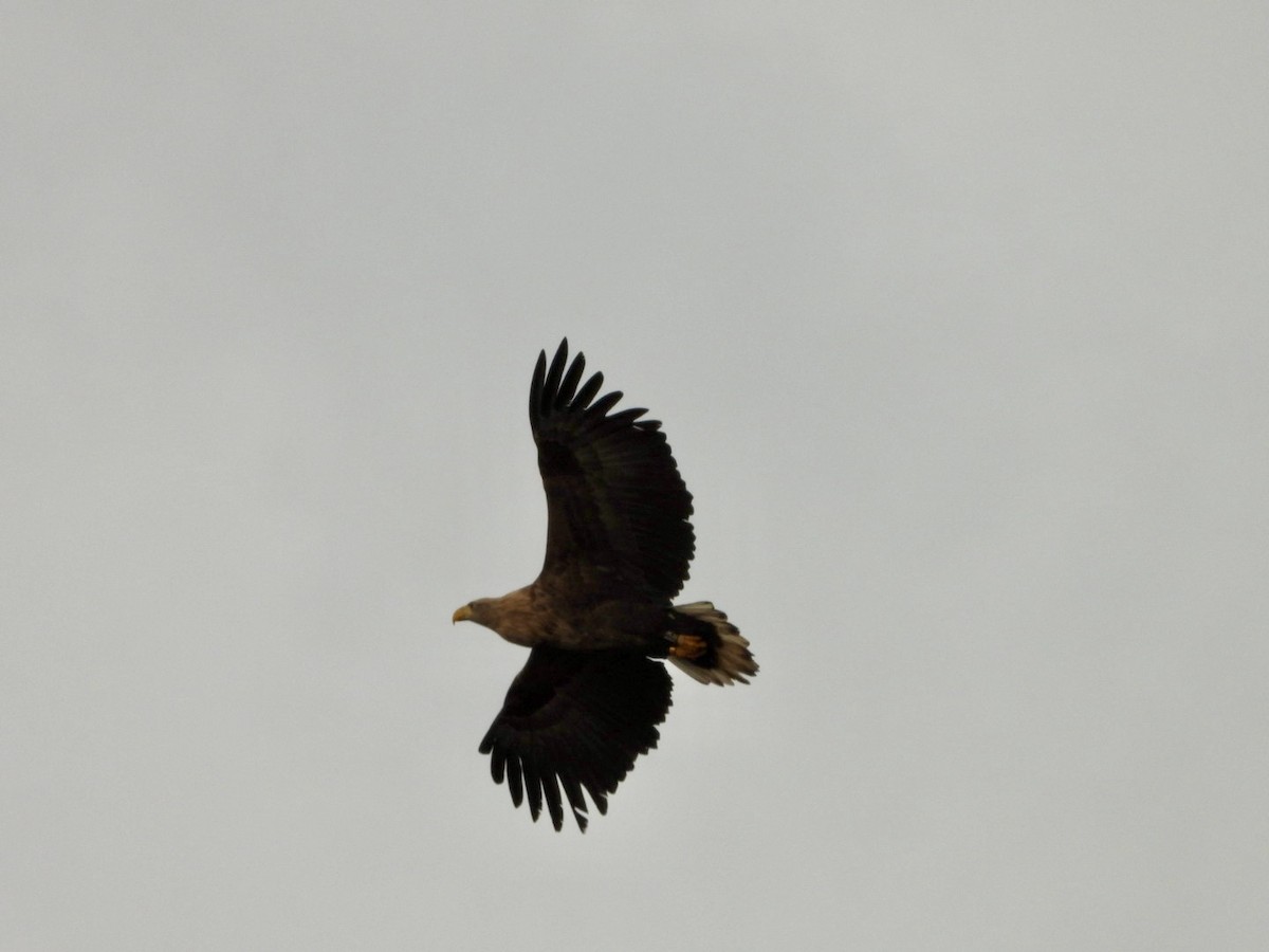 White-tailed Eagle - ML613558738