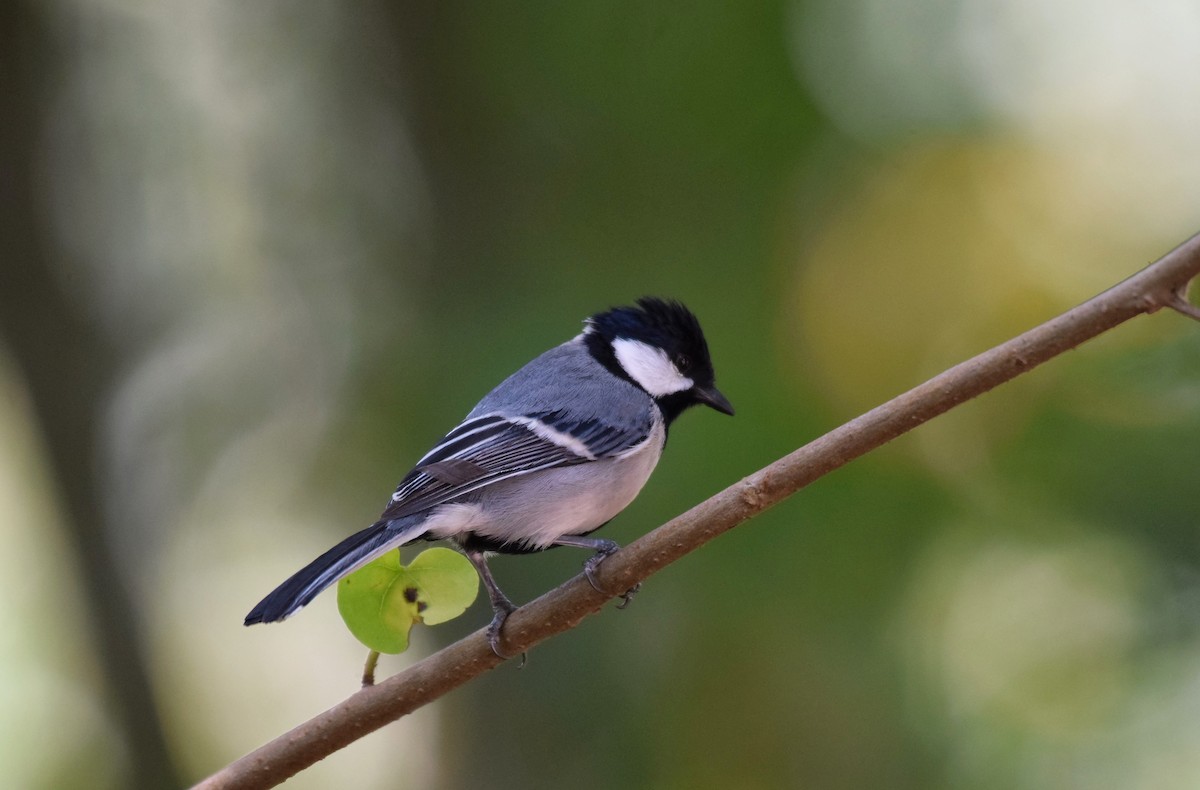 Asian Tit (Cinereous) - ML613558742