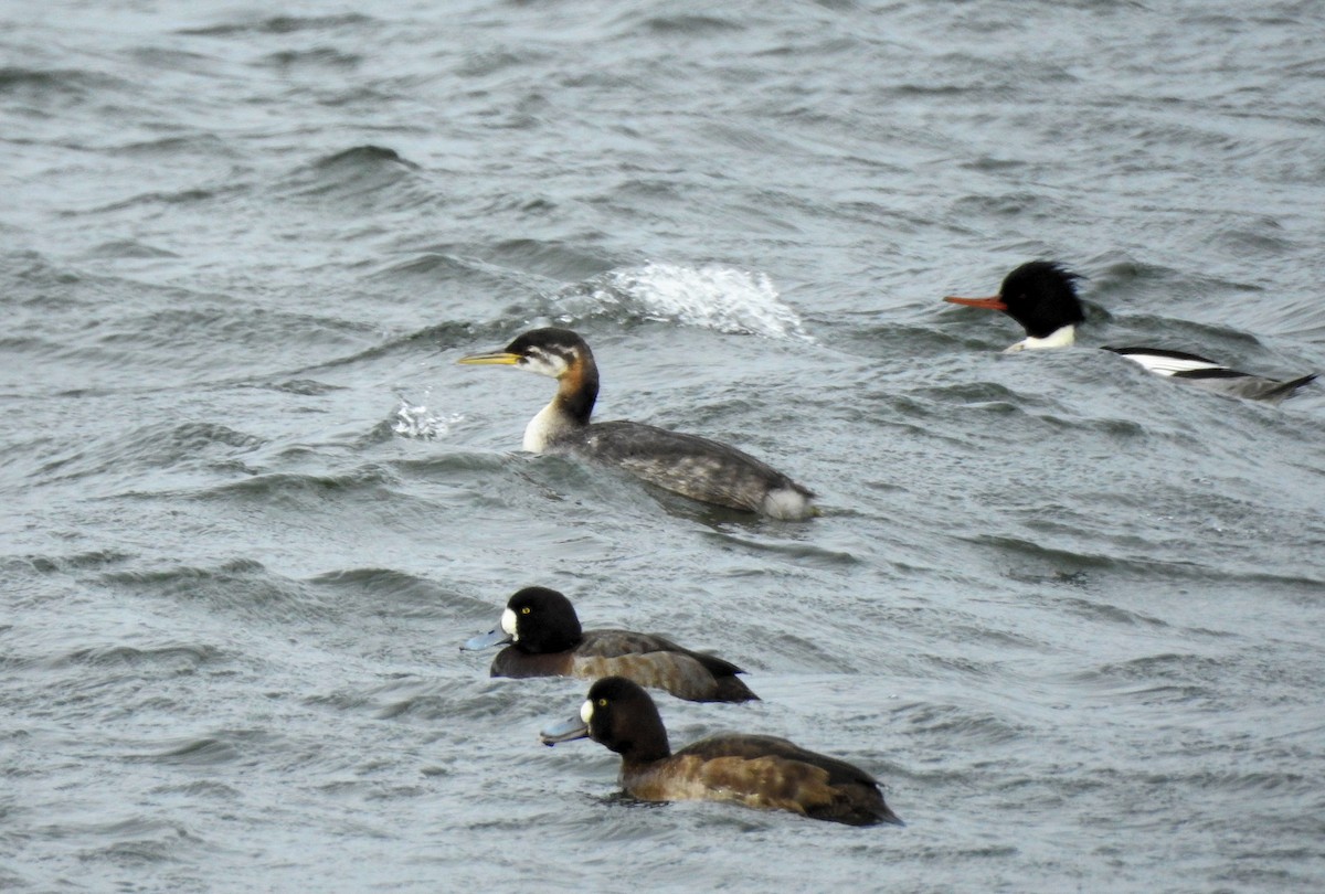 Red-necked Grebe - ML613558744
