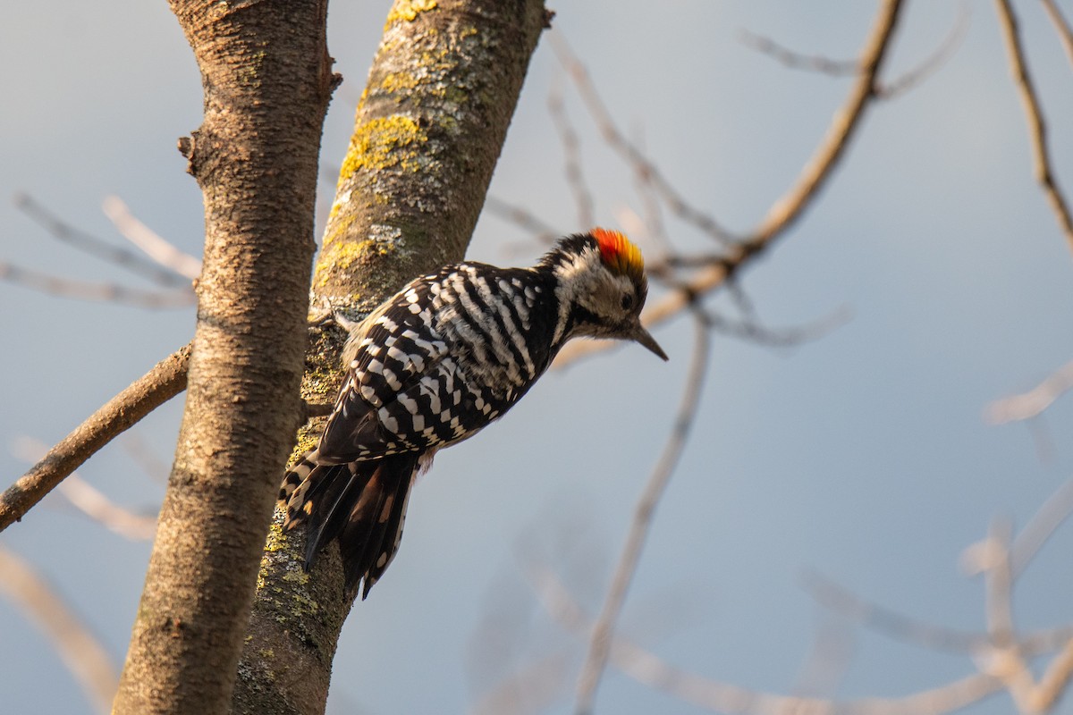 Brown-fronted Woodpecker - ML613558764